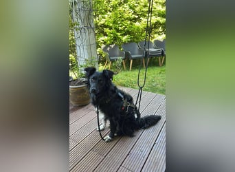 Hütehund Mischling Daios sucht eine liebe Familie