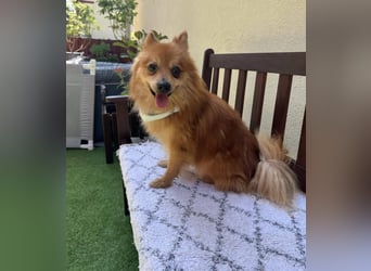 Karlo SR – kleiner Sonnenschein sucht liebevolle Familie