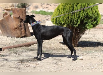 GUILIA-zarte Galga mit großer Seele sucht Geborgenheit in einem liebevollen Zuhause