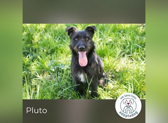 Pluto – Ein waschechter Spielgefährte!