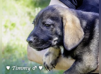 Timmy, Allie, Adam und Ajax suchen ein Zuhause