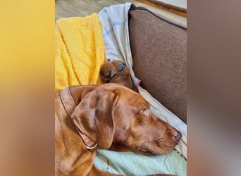 Rhodesian Ridgeback Welpen *livernose* 19./20.Mai2025