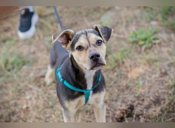 Šime: Hundekind sucht ein Zuhause