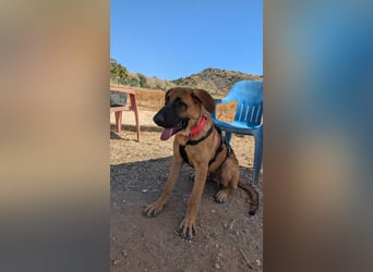 Cali (Spanien) – junger Mastín-Mischling auf der Suche nach seinem Für-immer-Zuhause
