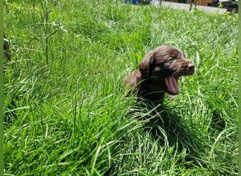Labradoodle F1 Schokobraun