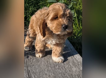 Wunderschöne Cockapoo-Welpen