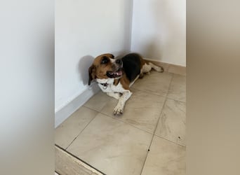 Beagle Mix HUGO (2 Jahre alt) sucht eine Familie!