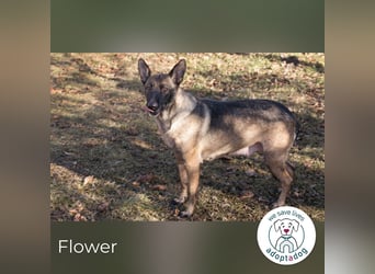 Flower-  Liebevolle Malinois-Mix-Hündin sucht ein geborgenes Zuhause