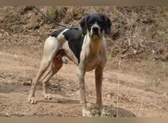 Honey-Bunny, einer von vier Hunden, die dringend ein neues Zuhause benötigen