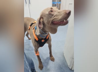 Vaiana – eine sanfte Weimaraner-Hündin