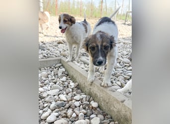 Zuckersüße und charmante JULIANA ist verspielt und neugierig
