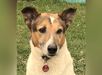 sensibler Senior Bartolo (Tierschutz)
