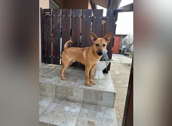 Kubu, geb. 01.06.2024, 40 cm, sucht ein Für-Immer-Zuhause