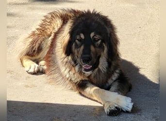 Aramis ❤️ liebevoll aufgeweckter Jungrüde