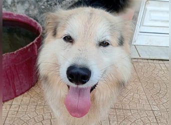 RAFA sucht liebevolles Daheim