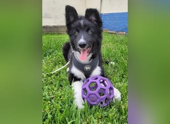 Border collie