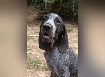 Braque d'Auvergne (Auvergne Vorstehhund) Welpe