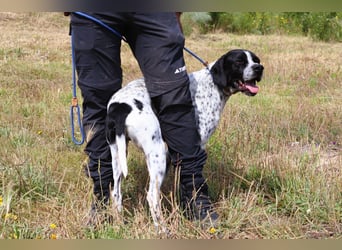 Pintas, Englischer Pointer, lieb und verträglich