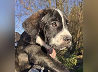 Cane Corso - Dogo Argentino Mischlingswelpe Hündin