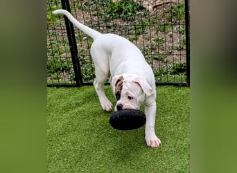 American Bulldog Welpen