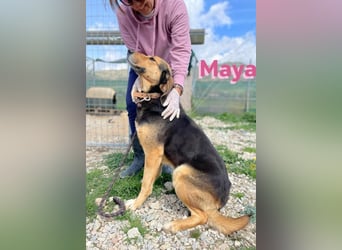 Maya, 07/20 - Traumhündin sucht Zuhause