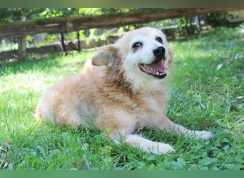 Lumpi, Mischling, geb. 2013, rüstiger Rentner möchte einmal Familienhund sein