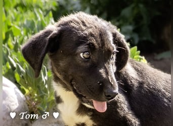 Teddy und seine Geschwister suchen ab September ein Zuhause