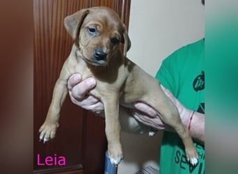 3 süße Hundekinder