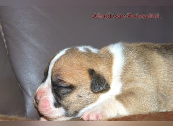 Continental Bulldogs vom Zwieseltal