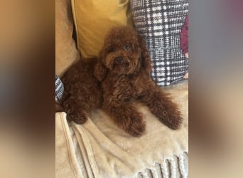 Pudel sehr kleine Pudel Asiatische Linie  Schosshund