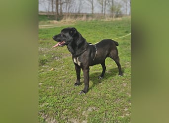 Belona - ehemalige Kettenhündin sucht menschliche Nähe