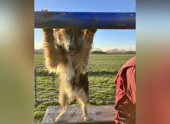 Lucy eine verspielte Lady