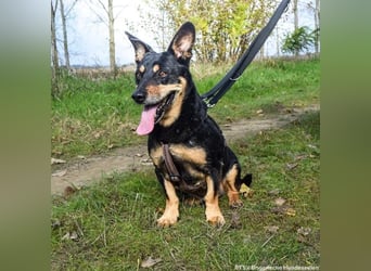 Morci, geb. 06/2017, 34 cm, sucht seine Menschen