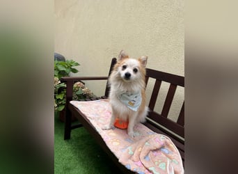Alf SR – Freundlicher Spitz-Rüde sucht liebevolles Zuhause