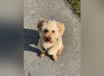 Cavapoo Welpen