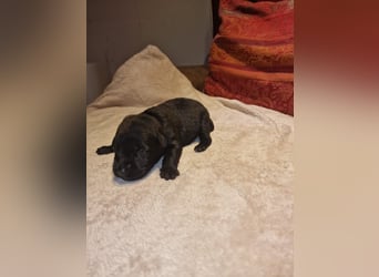 Labrador Schäferhund Mischlings Welpen