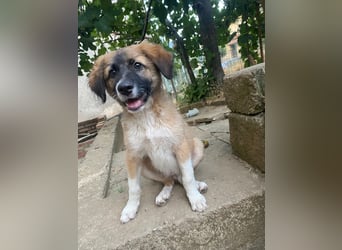 Choco sucht seine Familie