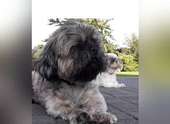 Maltipoo Mischlingswelpen Allergikergeeignet und kleinbleibend suchen neue Familien
