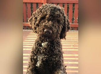Lagotto Romagnolo / Wasserhund/ Trüffel Suchhund