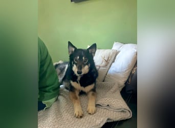Lola, fröhliche, sehr soziale, aktive Junghündin sucht Traumplatz