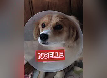 Noelle, Hündin, *ca. 14.08.2022, ca. SH klein, Handicap, sehr sozial, lieb, schüchtern