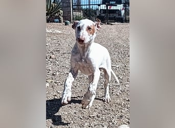 quirliger freundlicher LOUI sucht liebevolles Zuhause