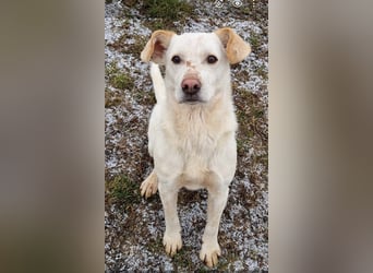 Casper (auf Pflegestelle Nähe Hannover)