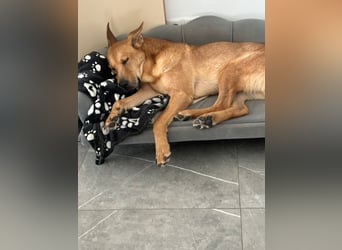 sanfter Rico in 88326 Zollenreute (Aulendorf) sucht sein Zuhause