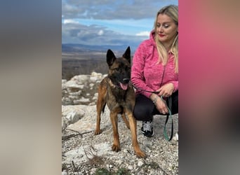 Schäferhund(mix) Freunde aufgepasst – hier kommt unsere Reika