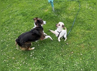 Paula - freundliche, aktive, katzenverträgliche Malteser Mix Hündin / Pflegestelle in Brakel