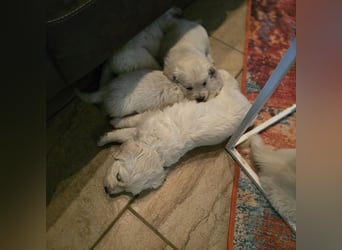 Golden Retriever Welpen suchen .....