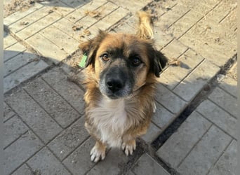 ♥ENNIO♥ süßer, hübscher, aktiver kleiner Rüde 30 cm