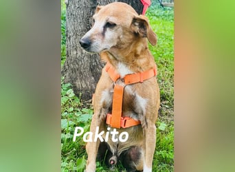 Pakito 08/2017 (ESP) - verschmuster, ruhiger Goldschatz sehnt sich nach Liebe!