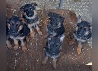 Schäferhund-Welpen 1 Rüde, 8 Hündinnen zu verkaufen